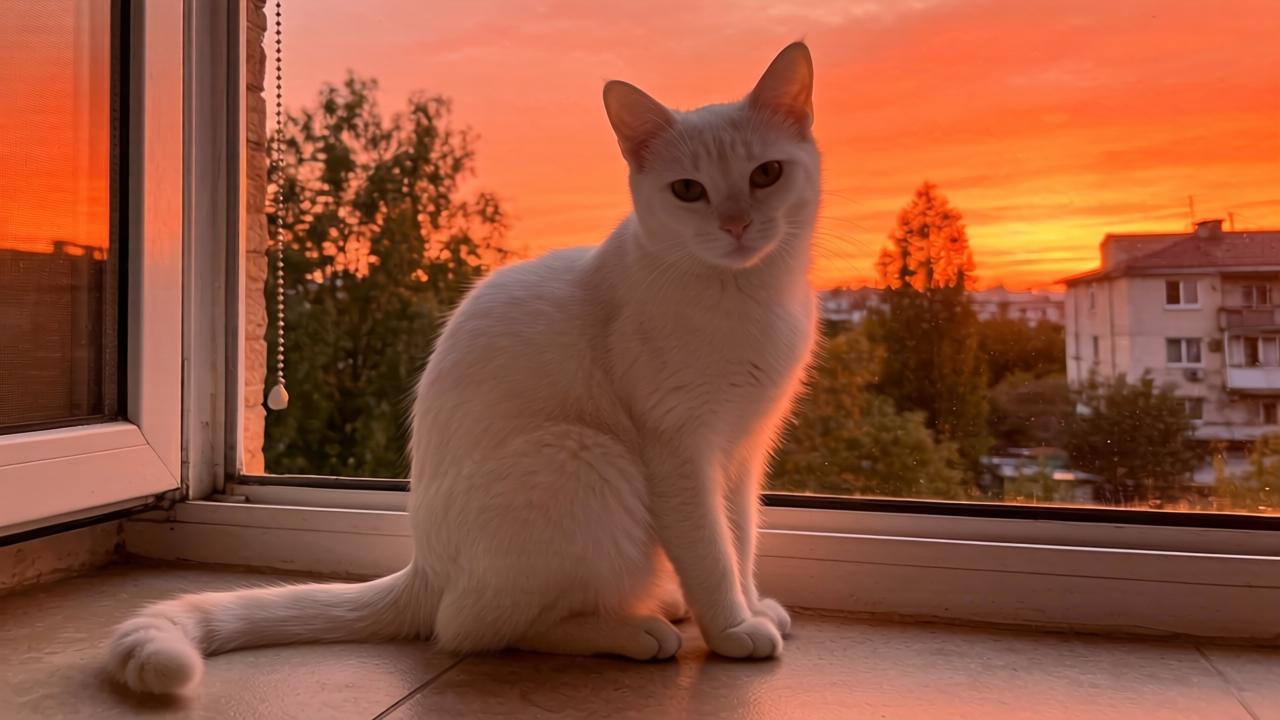 杏树褐腐病危害症状 发病规律（杏树褐腐病）第一张图