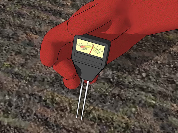 花园种植辣椒的准备工作 来看种植辣椒的方法