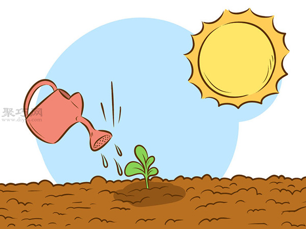 栽种甜石竹图片教程 7