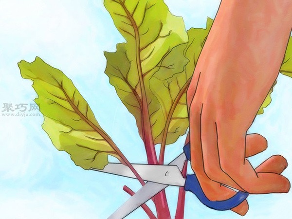 怎么样收获萝卜 种植萝卜图片教程