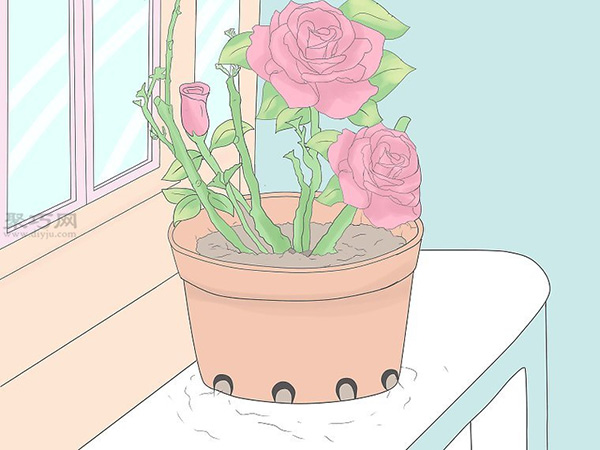 种植玫瑰教程 14