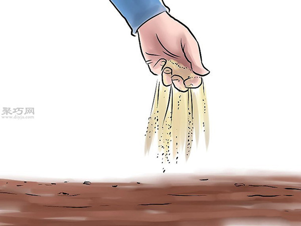 种黄瓜图片教程 4