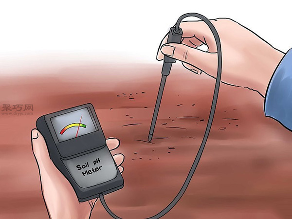 种黄瓜图片教程 5