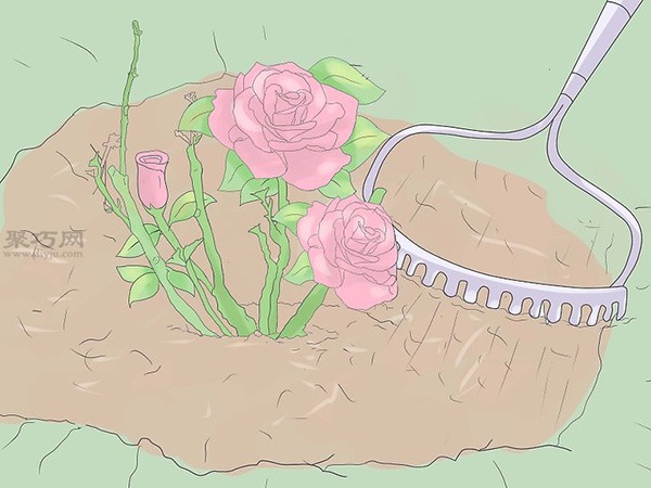 种植玫瑰教程 22