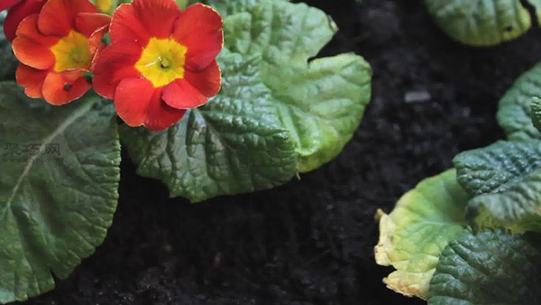 怎么样养护花朵