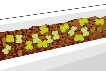 种植芝麻菜方法技巧 芝麻菜剔苗注意事项