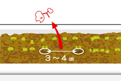 种植芝麻菜方法技巧 芝麻菜剔苗注意事项(图3)