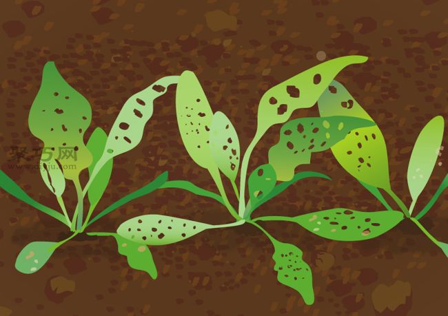 菠菜的盆栽种植技巧 如何防治菠菜常见病(图3)