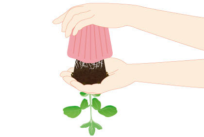 阳台盆栽毛豆小技巧 如何种植大豆(图4)