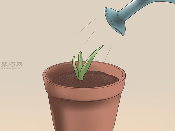 如何繁殖新芦荟 21