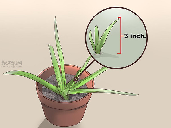 如何繁殖新芦荟 17