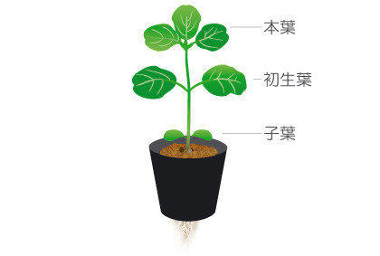 阳台盆栽毛豆小技巧 如何种植大豆(图3)