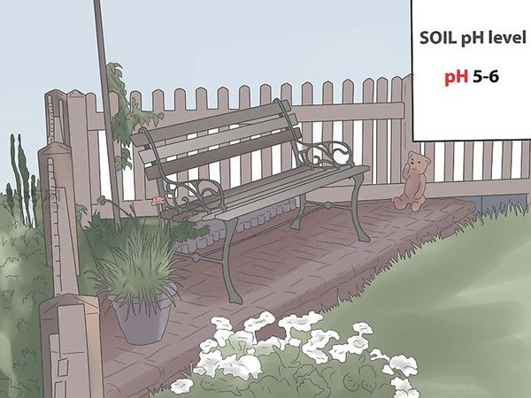 栽种栀子花图解教程 3