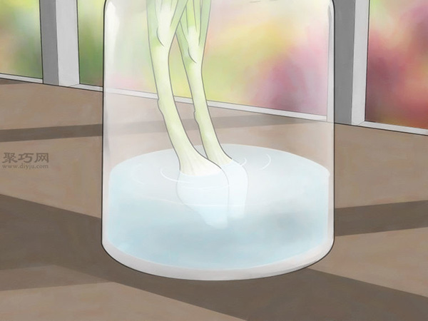 怎么在玻璃罐里种植葱 14