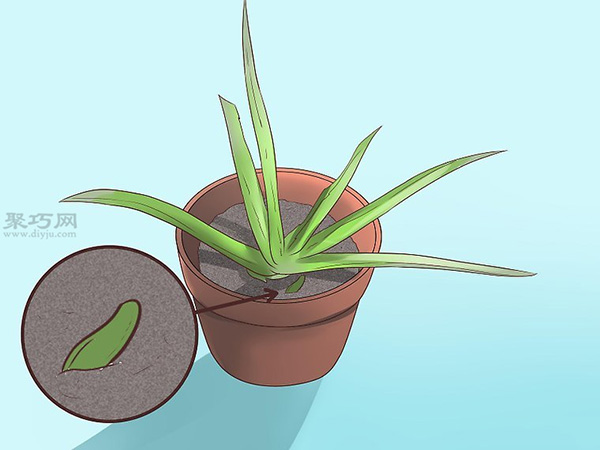 如何繁殖新芦荟 种芦荟图解教程