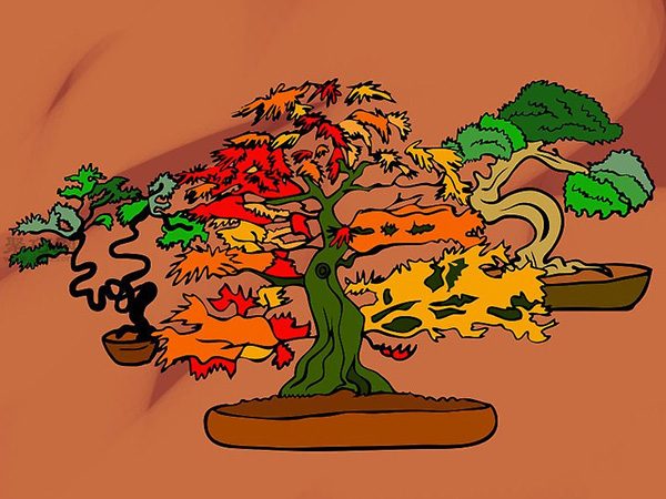 种植盆栽图片教程 怎样种植盆栽