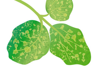 保护毛豆免受疾病侵害的要点 阳台种植蔬菜预防病虫害方法(图3) 保护毛豆免受疾病侵害的要点 阳台种植蔬菜预防病虫害方法(图3)