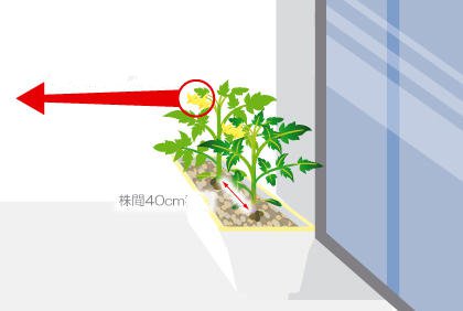 阳台菜园如何栽培番茄 番茄幼苗种植方法(图3) 阳台菜园如何栽培番茄 番茄幼苗种植方法(图3)