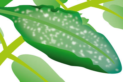 种植西红柿常见的三种疾病 预防西红柿病措施(图2)