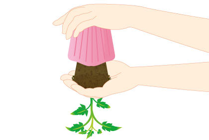 阳台菜园如何栽培番茄 番茄幼苗种植方法(图4) 阳台菜园如何栽培番茄 番茄幼苗种植方法(图4)