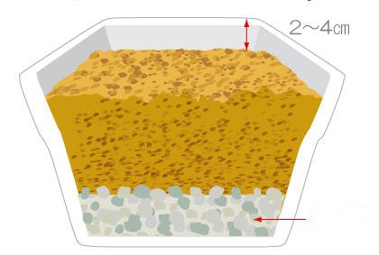 阳台菜园如何栽培番茄 番茄幼苗种植方法(图2) 阳台菜园如何栽培番茄 番茄幼苗种植方法(图2)