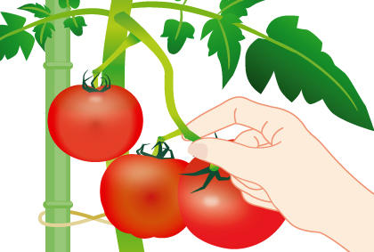 采摘西红柿时间及技巧 洋柿子番茄储存方法(图2) 采摘西红柿时间及技巧 洋柿子番茄储存方法(图2)