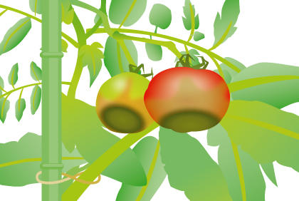 种植西红柿常见的三种疾病 预防西红柿病措施(图5)