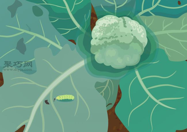 如何预防西兰花生病 西兰花病虫害类型及防治措施(图3)