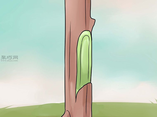 如何用芽接法嫁接树 10