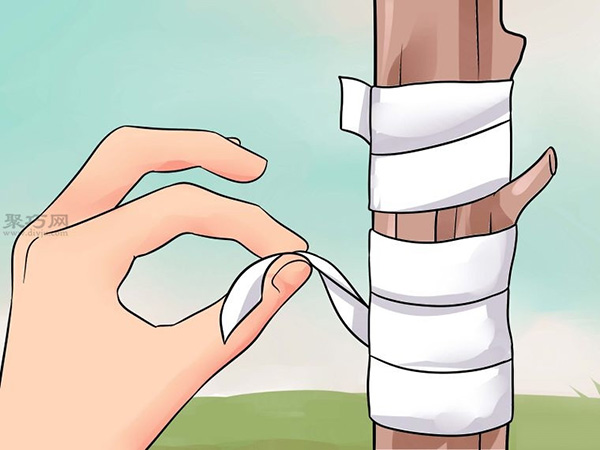 如何用芽接法嫁接树 14