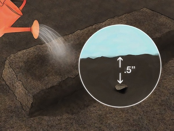 如何从种子或球茎种植葱 3