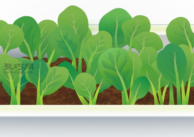 阳台种植小油菜技巧 轻松种植油菜方法(图4)