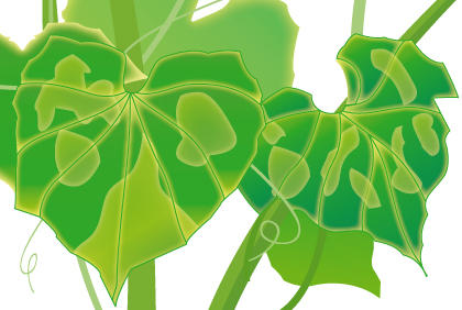 种植黄瓜常见五种疾病 预防黄瓜病虫害措施(图2)