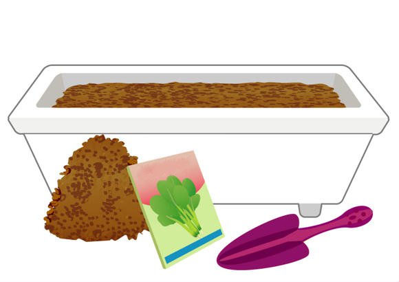 阳台种植小油菜技巧 轻松种植油菜方法