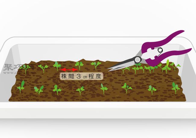 阳台种植小油菜技巧 轻松种植油菜方法(图3)