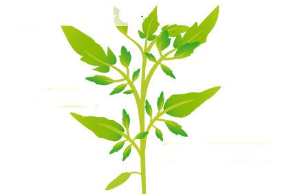 盆栽西红柿的日常管理 种植番茄技术(图3)