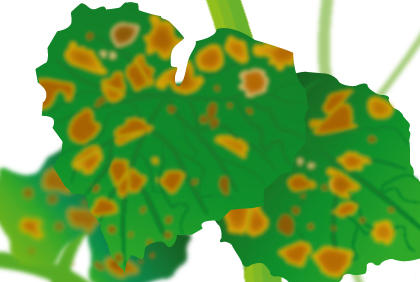 种植黄瓜常见五种疾病 预防黄瓜病虫害措施(图4)