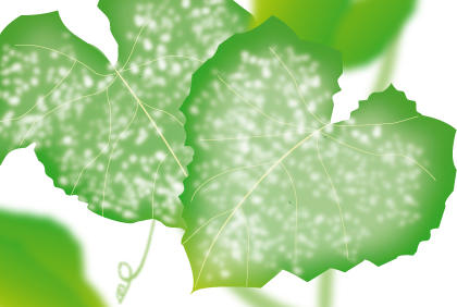 种植黄瓜常见五种疾病 预防黄瓜病虫害措施(图3)