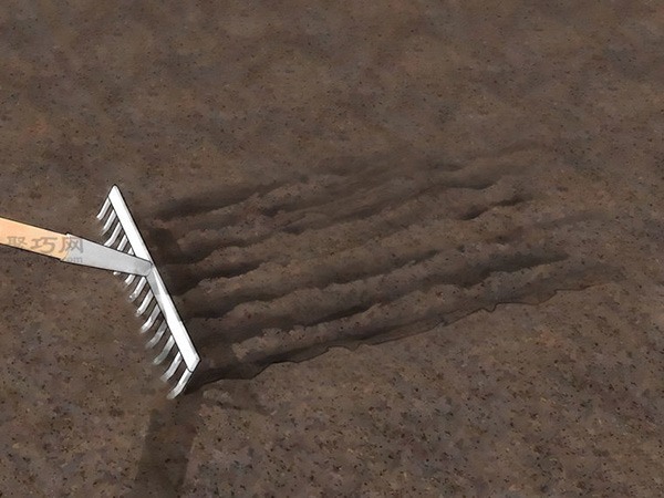 如何从种子或球茎种植葱 2