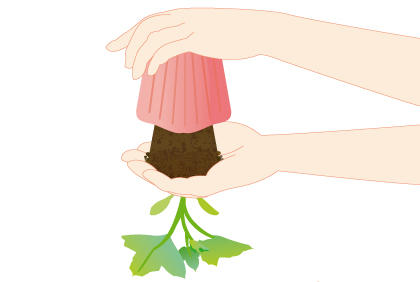 黄瓜种植日常管理方法 黄花怎样施肥浇水(图4)