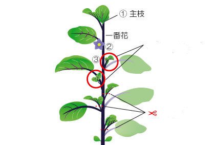 茄子种植日常管理方法 盆栽茄子怎样分枝施肥浇水(图2)