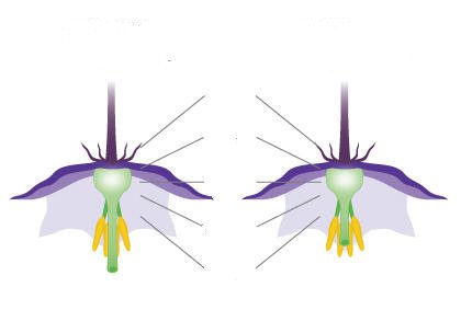 茄子种植日常管理方法 盆栽茄子怎样分枝施肥浇水(图3)