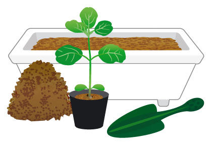 毛豆种植新手必备 大豆种子和豆苗的选择技巧