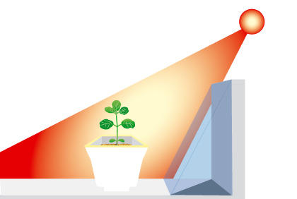 毛豆种植新手必备 大豆种子和豆苗的选择技巧(图4)