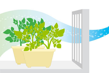 土豆种植新手必备 栽培马铃薯土壤、环境、品种注意事项(图4)