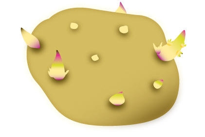 土豆种植新手必备 栽培马铃薯土壤、环境、品种注意事项