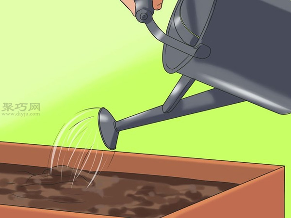 怎么样照料向日葵 种植向日葵图片教程