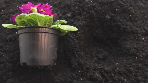 怎么种花儿 来看种花的方法