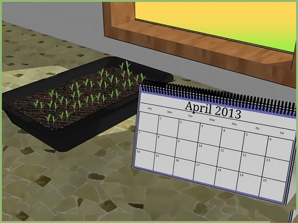 如何准备播种 2