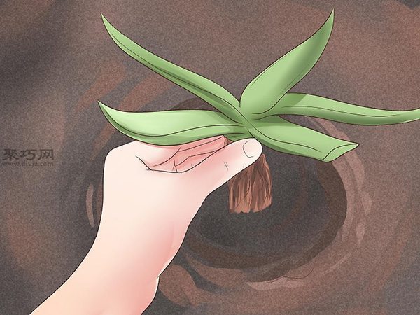 怎么种植或移植芦荟 4